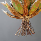 【ベアルート】DRAGON AGAVE 精品 狂刺霍利達 EC2778