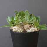 P.エブレネウム EC2317