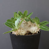 P.エブレネウム EC2317