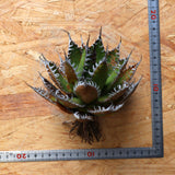 【ベアルート】DRAGON AGAVE 精品 狂刺霍利達 EC2778