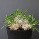 P.エブレネウム EC2317