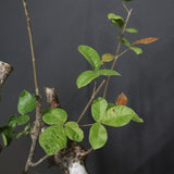 C.オルビクラリス　1