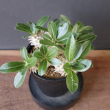 P.エブレネウム EC2317