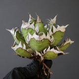 【ベアルート】DRAGON AGAVE 精品 紅猫 EC2779