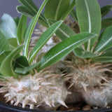 P.エブレネウム EC2317