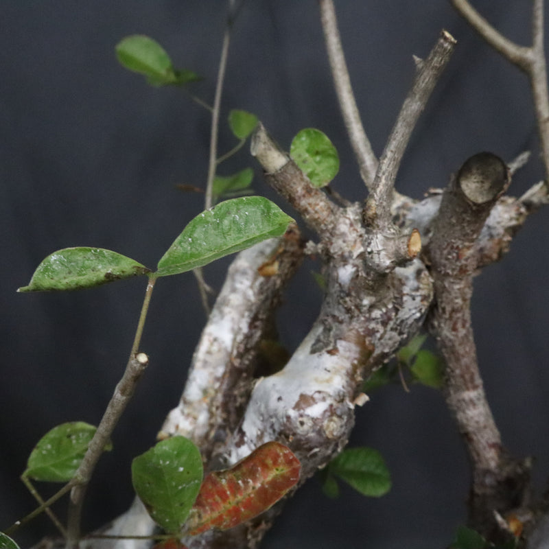 C.オルビクラリス　1