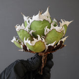 【ベアルート】DRAGON AGAVE 精品 紅猫 EC2779