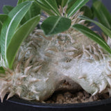 P.エブレネウム EC2317