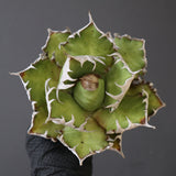 【ベアルート】DRAGON AGAVE 精品 紅猫 EC2779