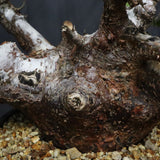 C.オルビクラリス　1