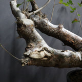 C.オルビクラリス　1