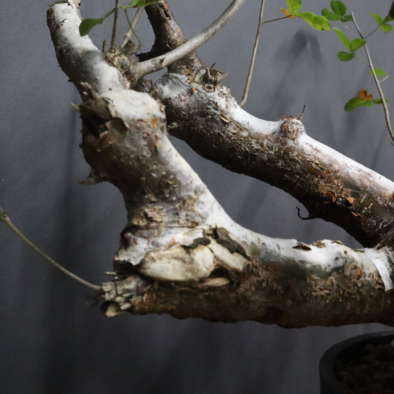 C.オルビクラリス　1