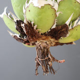 【ベアルート】DRAGON AGAVE 精品 紅猫 EC2779