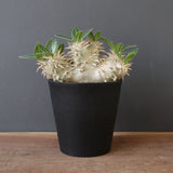 P.エブレネウム EC2318