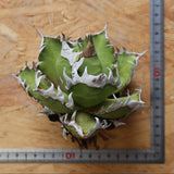 【ベアルート】DRAGON AGAVE 精品 紅猫 EC2779