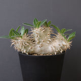 P.エブレネウム EC2318