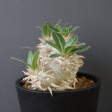 P.エブレネウム EC2318