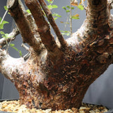 C.オルビクラリス　1