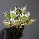 【ベアルート】DRAGON AGAVE 精品 紅猫 EC2780