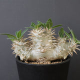 P.エブレネウム EC2318