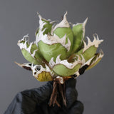 【ベアルート】DRAGON AGAVE 精品 紅猫 EC2780