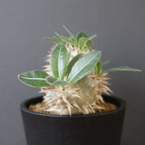 P.エブレネウム EC2318