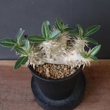 P.エブレネウム EC2318