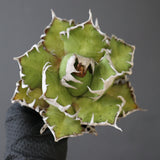 【ベアルート】DRAGON AGAVE 精品 紅猫 EC2780
