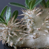 P.エブレネウム EC2318