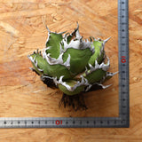 【ベアルート】DRAGON AGAVE 精品 紅猫 EC2780