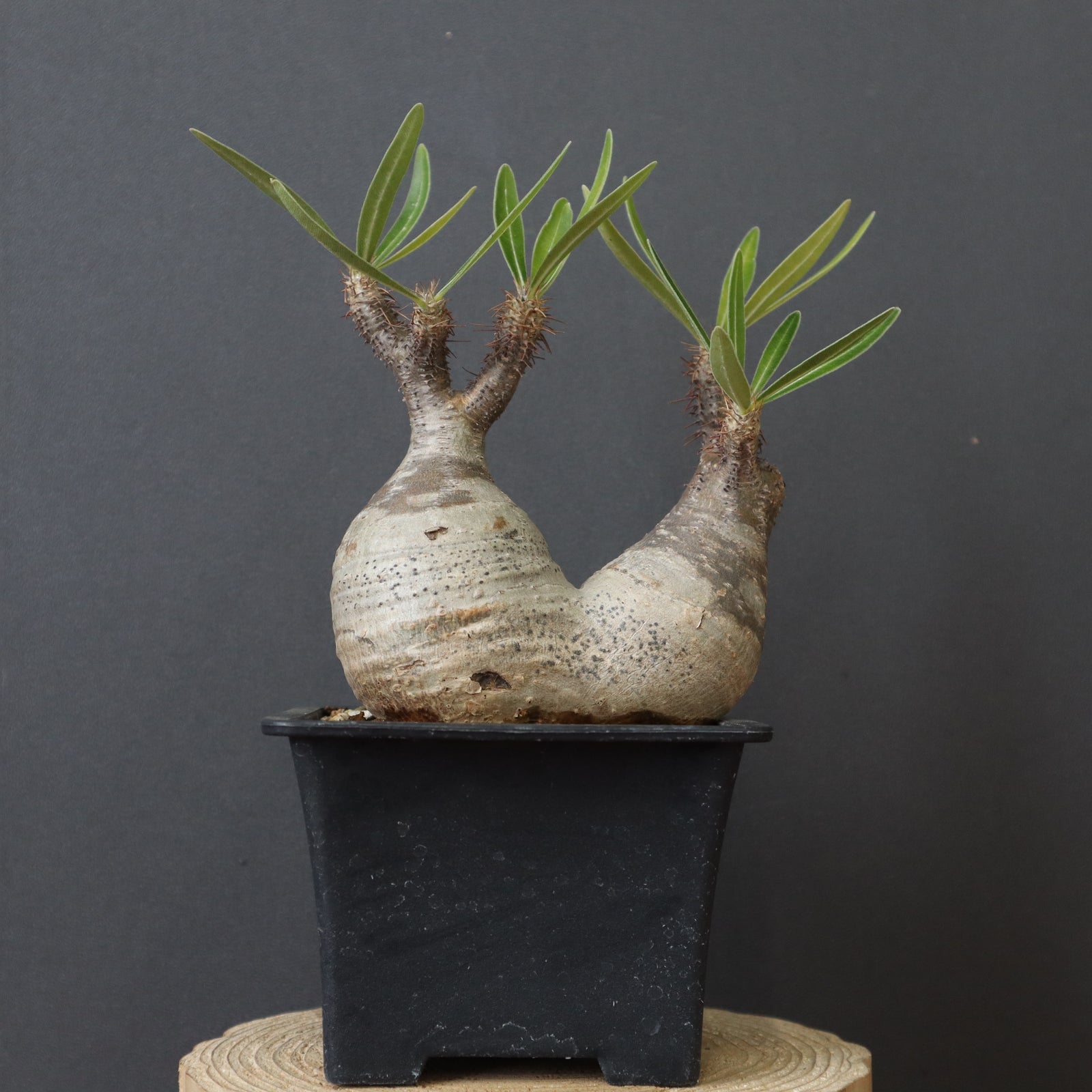 正角盆栽鉢 Eシリーズ – TaiShoDo ONLINE SHOP