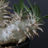 P.エブレネウム EC2318