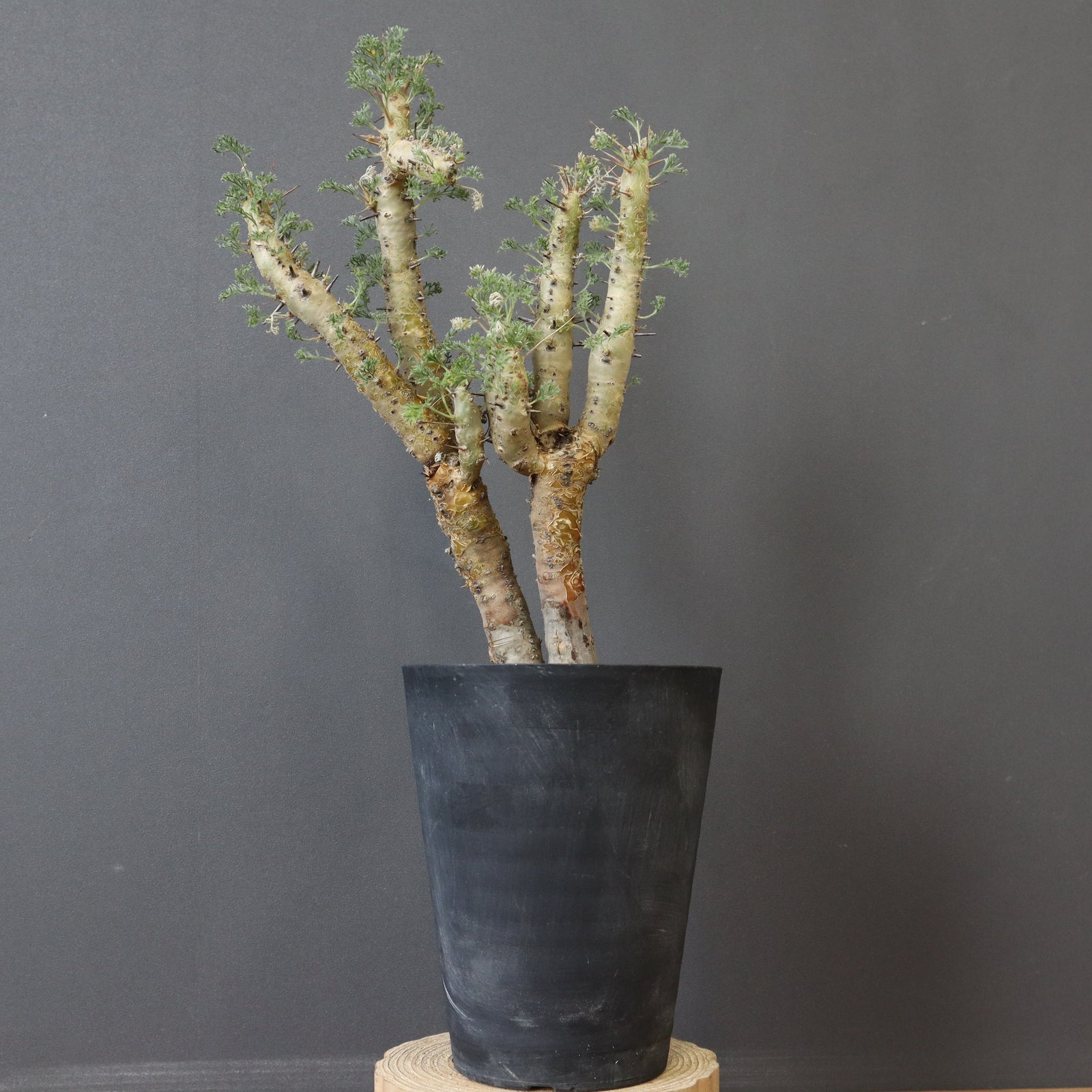 セラアート長鉢 – TaiShoDo ONLINE SHOP