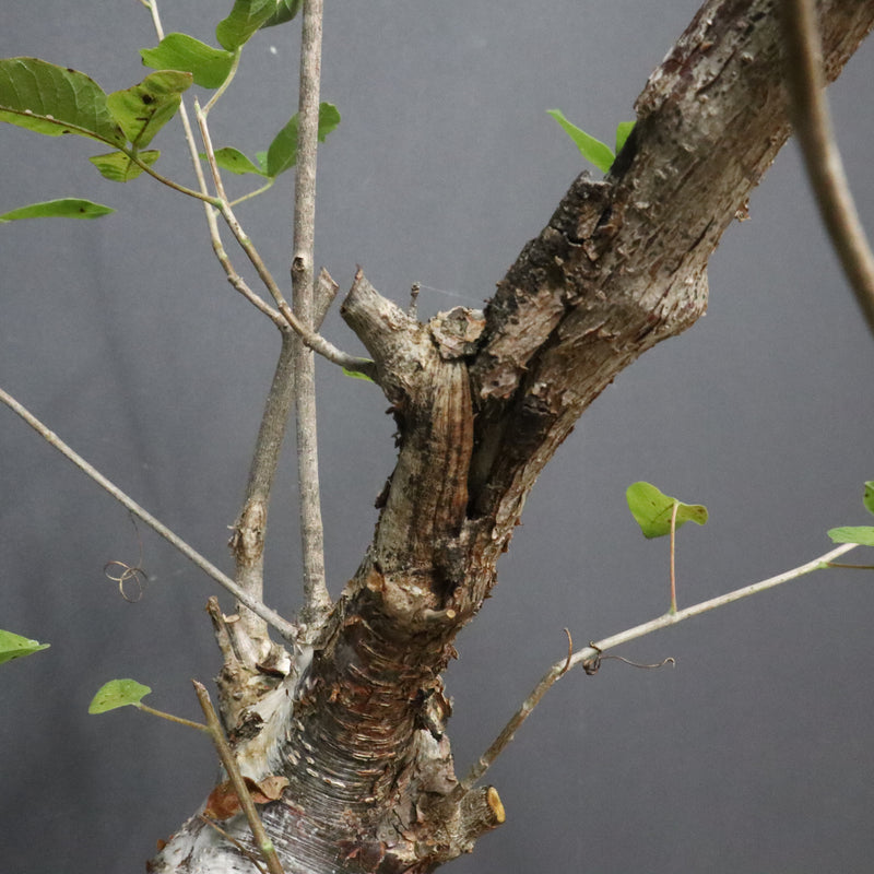 C.オルビクラリス　1