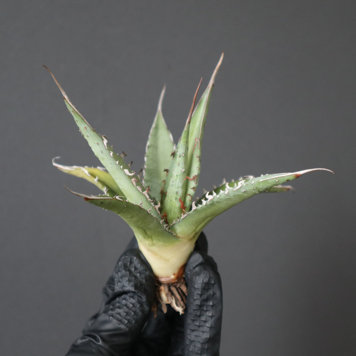 アガベ – TaiShoDo ONLINE SHOP