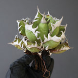 【ベアルート】DRAGON AGAVE 精品 紅猫 EC2781