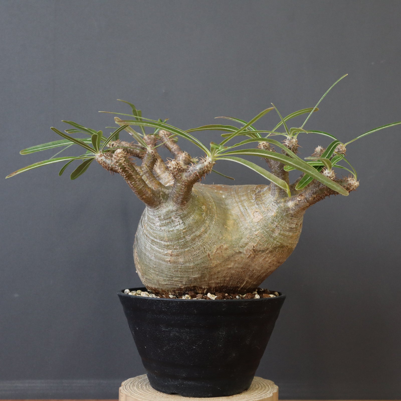 セラアート丸鉢 – TaiShoDo ONLINE SHOP