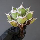 【ベアルート】DRAGON AGAVE 精品 紅猫 EC2781