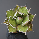 【ベアルート】DRAGON AGAVE 精品 紅猫 EC2781