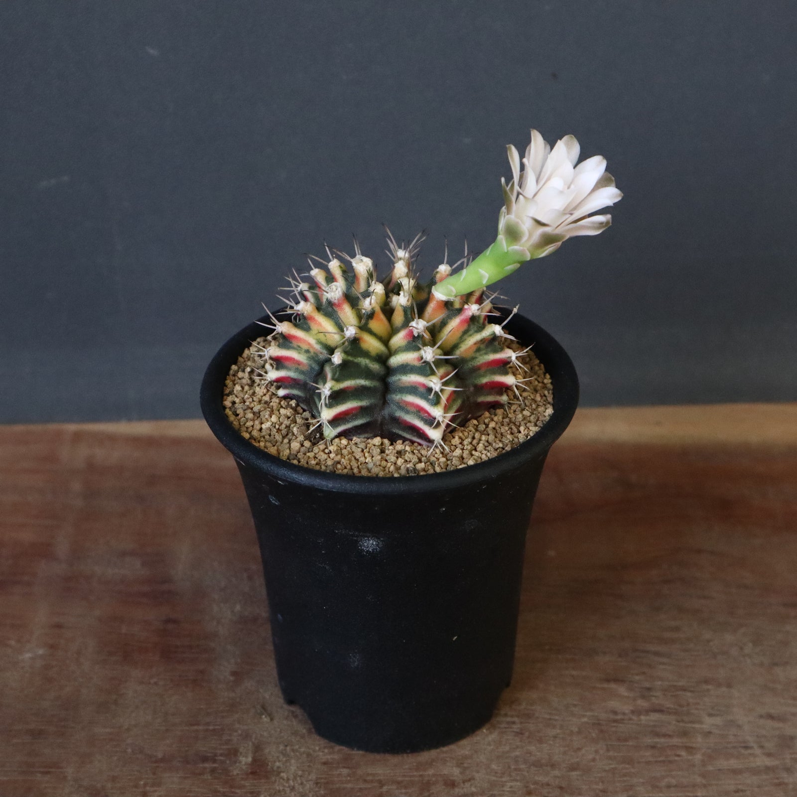 ギムノカリキウム実生 ミハノビッチ 牡丹玉錦 EC605 – TaiShoDo ONLINE