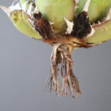 【ベアルート】DRAGON AGAVE 精品 紅猫 EC2781