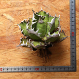 【ベアルート】DRAGON AGAVE 精品 紅猫 EC2781