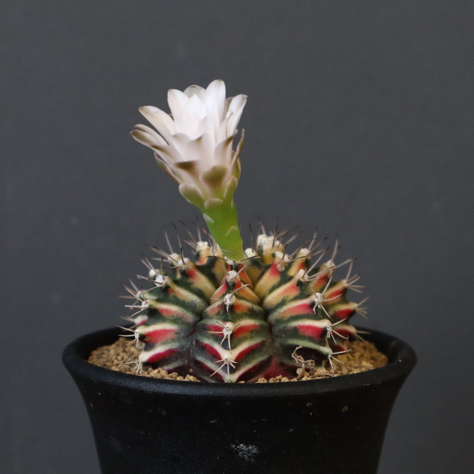 ギムノカリキウム実生 ミハノビッチ 牡丹玉錦 EC605 – TaiShoDo ONLINE