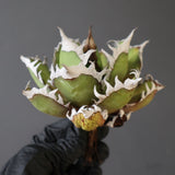 【ベアルート】DRAGON AGAVE 精品 紅猫 EC2782