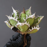 【ベアルート】DRAGON AGAVE 精品 紅猫 EC2782