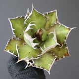 【ベアルート】DRAGON AGAVE 精品 紅猫 EC2782