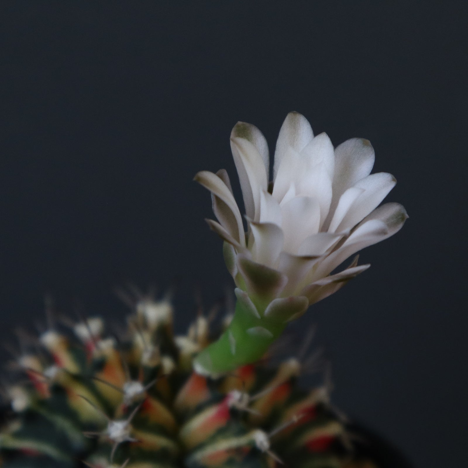 ギムノカリキウム実生 ミハノビッチ 牡丹玉錦 EC605 – TaiShoDo ONLINE