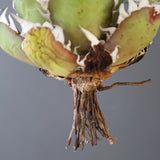 【ベアルート】DRAGON AGAVE 精品 紅猫 EC2782