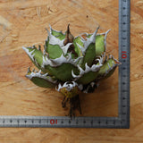 【ベアルート】DRAGON AGAVE 精品 紅猫 EC2782