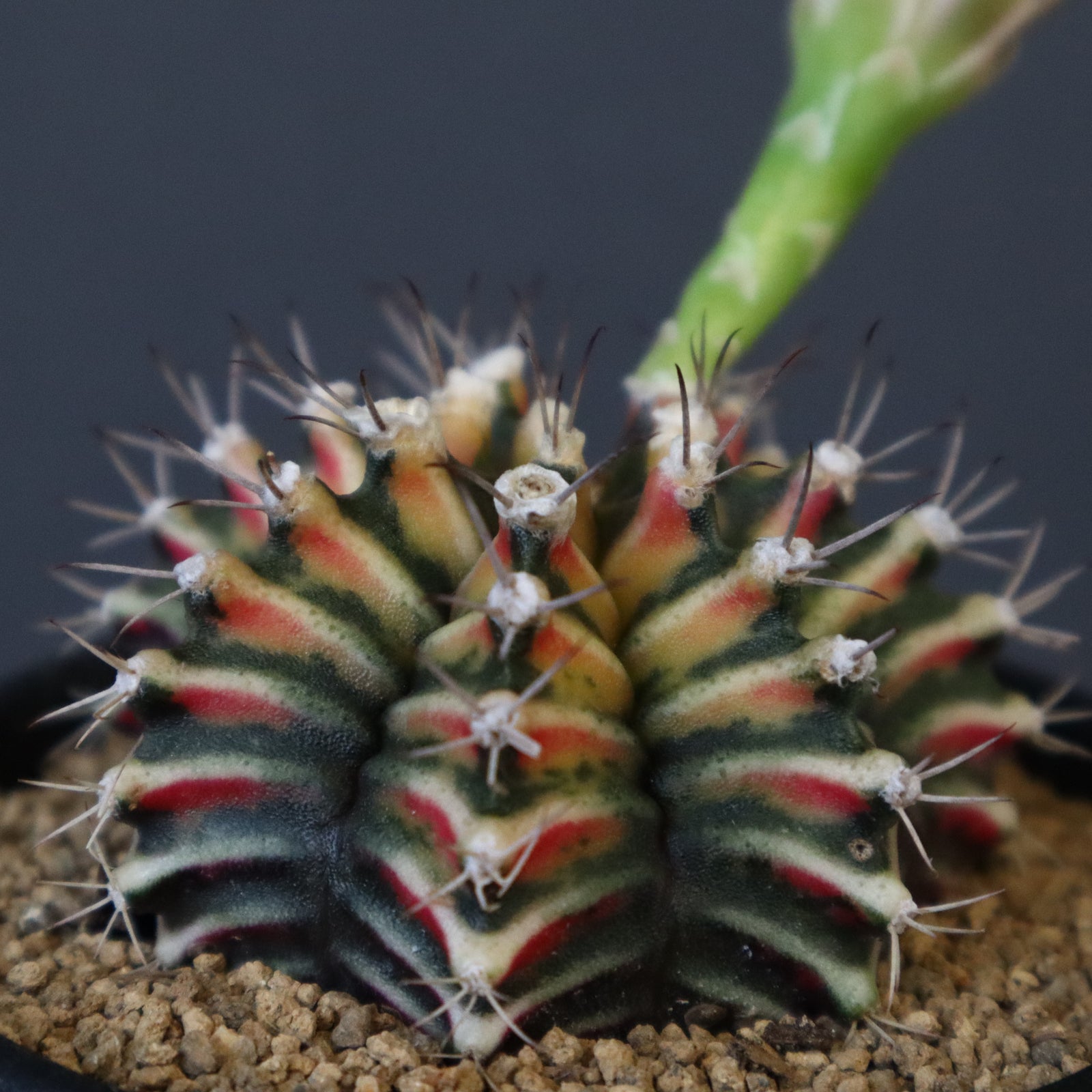 玉牡丹　実生 ギムノカリキウム実生 ミハノビッチ 牡丹玉錦 EC605 – TaiShoDo ONLINE